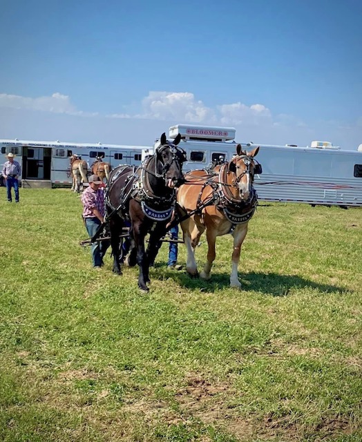 Horse pull 1