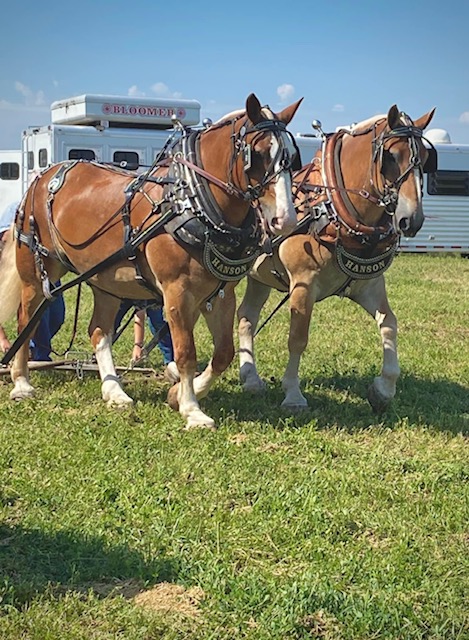 Horse pull 2