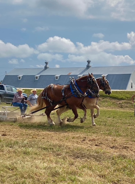 Horse pull 3