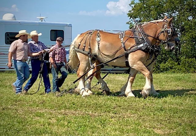Horse pull 3 generation
