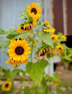 Sunflowers