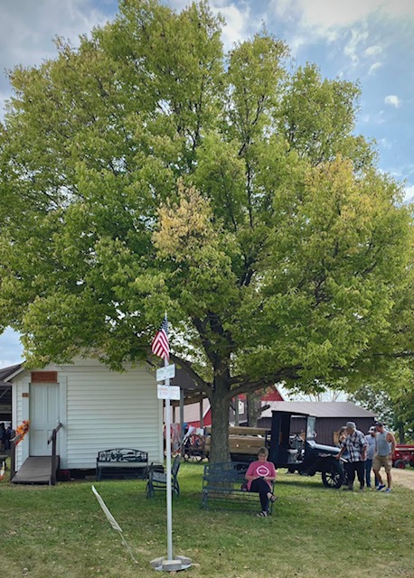 Tree by the Summer Kitchen