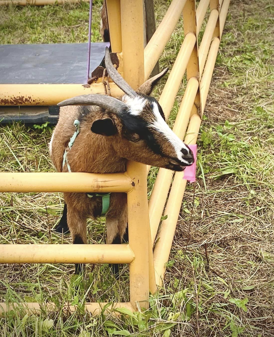 naughty goat